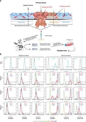 Isolation and characterization of head and neck cancer-derived peritumoral and cancer-associated fibroblasts